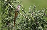 Speckled Mousebird